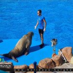 amazing dolphin show hurghada