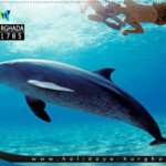 dolphin house