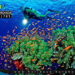 رحلة الدايفينج الغردقة