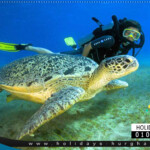 برنامج رحلة الغوص فى الغردقة