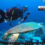 diving hurghada redsea