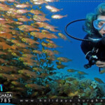 حجز رحلة غطس الغردقة