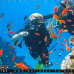 diving trip hurghada