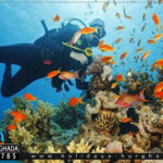 اسعار رحلة الغطس فى الغردقة