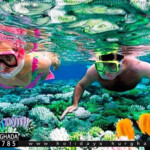 سنوركل جزيرة برادايس الغردقة